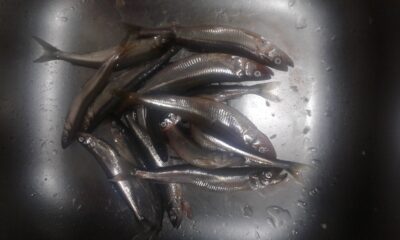 European smelt ×14 — Kuršių