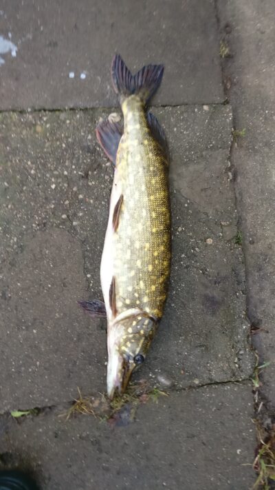 Northern Pike, 1.8 kg — Andriškių