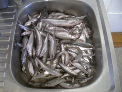 European smelt, 5.0 kg — Klaipėdos