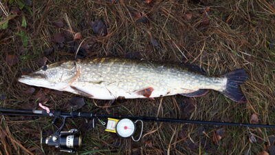 Northern Pike, 5.8 kg — Danė