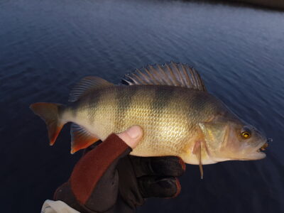 Eurasian perch