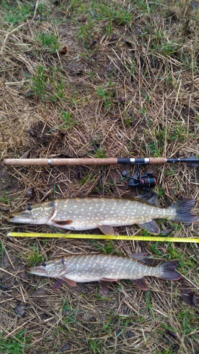Northern Pike, 2.7 kg — Lėvuo