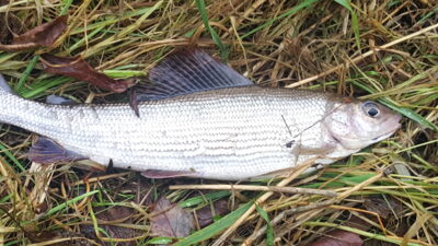 Grayling, 0.3 kg