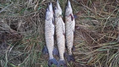 Northern Pike, 1.8 kg