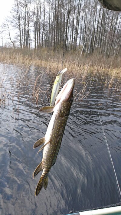 Northern Pike ×2