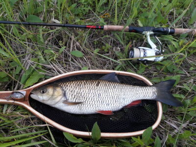 chub, 0.8 kg — Šventoji