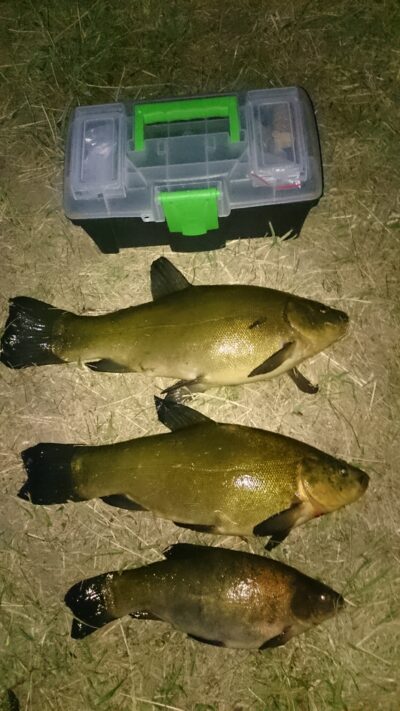 Tench, 1.6 kg — Ežeras