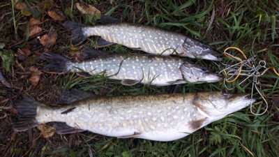 Northern Pike ×3 — Tūbausių I-asis