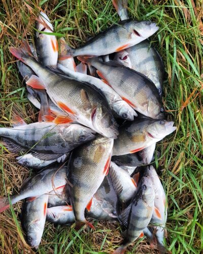 Eurasian perch