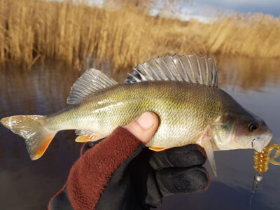 Eurasian perch
