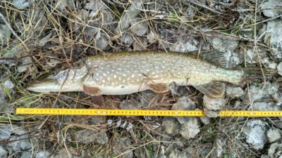 Northern Pike — Шешупе