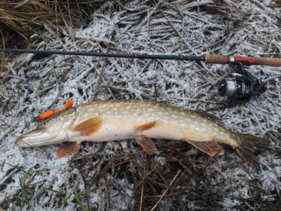 Northern Pike, 2.0 kg — Šventoji