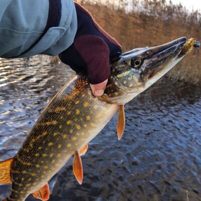 Northern Pike