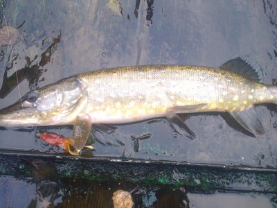 Northern Pike, 1.3 kg