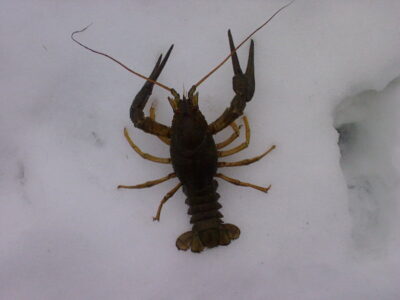 Broad-fingered crayfish