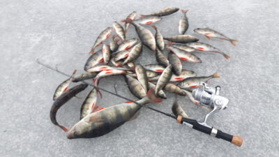Eurasian perch