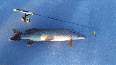 Northern Pike, 2.8 kg