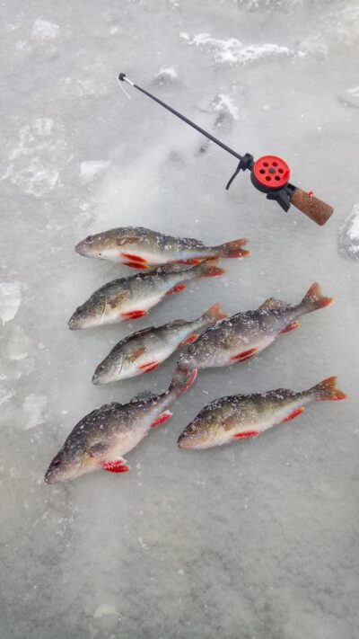 Eurasian perch