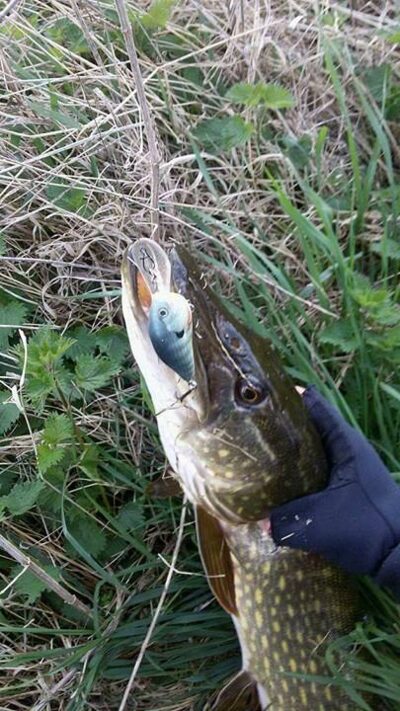 Northern Pike
