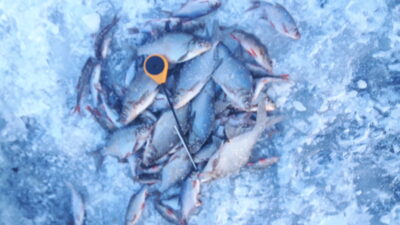 Carp bream