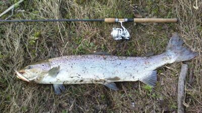 Atlantic salmon — Neris River