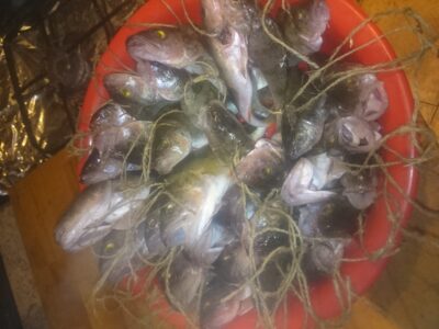 Eurasian perch ×44 — Elektrėnai reservoir