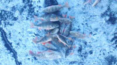 Eurasian perch