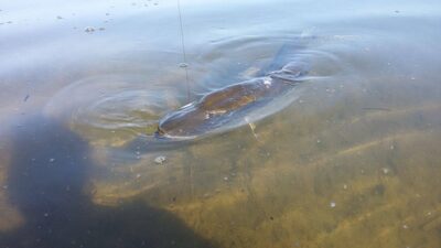 Northern Pike, 7.1 kg