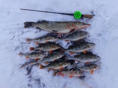 Eurasian perch ×10 — Galvė