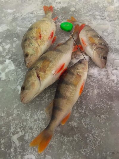 Eurasian perch
