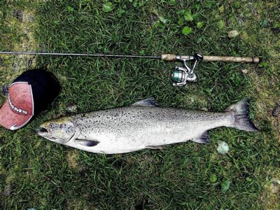 Atlantic salmon, 8.2 kg