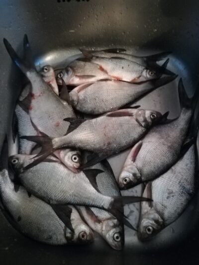 Carp bream ×10 — Jiezno