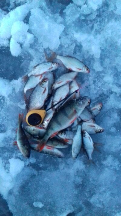 Eurasian perch — Jaurys