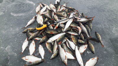 Eurasian perch