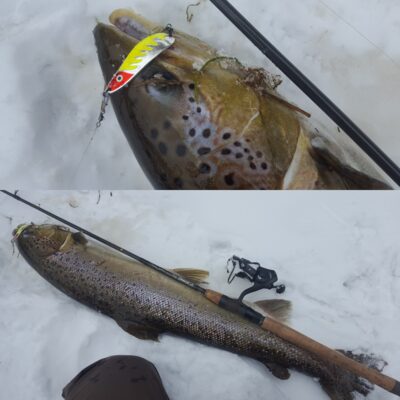 Atlantic salmon