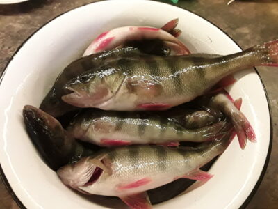 Eurasian perch ×12