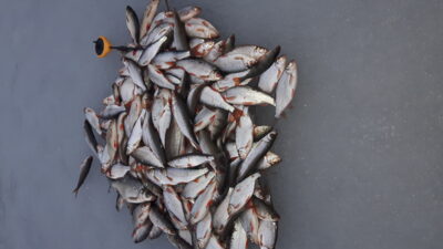 Roach, 0.1 kg