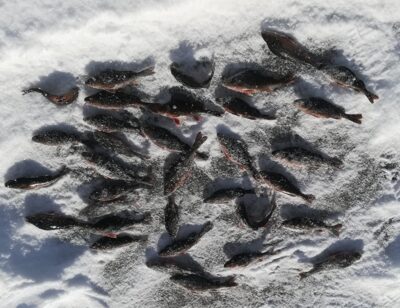 Eurasian perch ×34