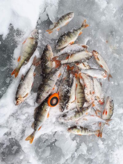 Eurasian perch