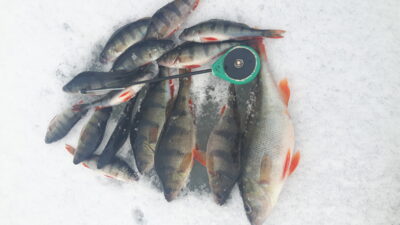 Eurasian perch