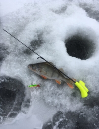 Eurasian perch, 0.3 kg