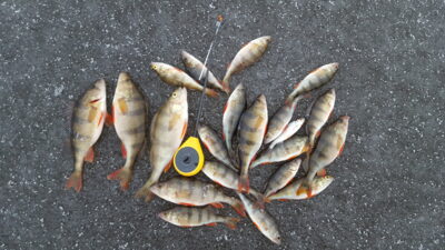 Eurasian perch ×20
