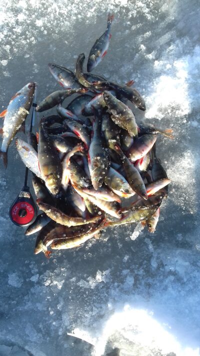 Eurasian perch — Paštys