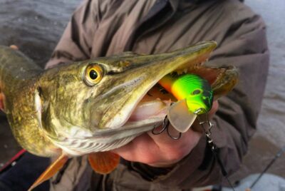 Northern Pike