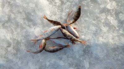 Eurasian perch ×5