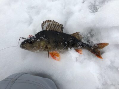 Eurasian perch ×3 — Kamastos