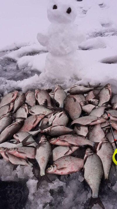 Carp bream — Kupiškio
