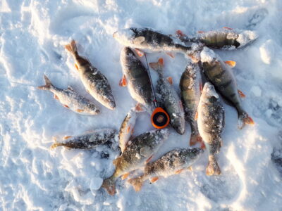 Eurasian perch