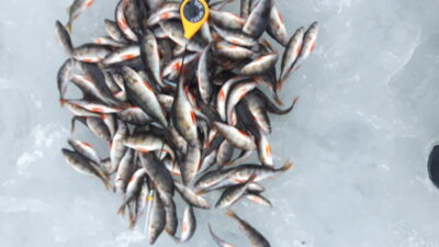 Eurasian perch