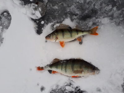 Eurasian perch